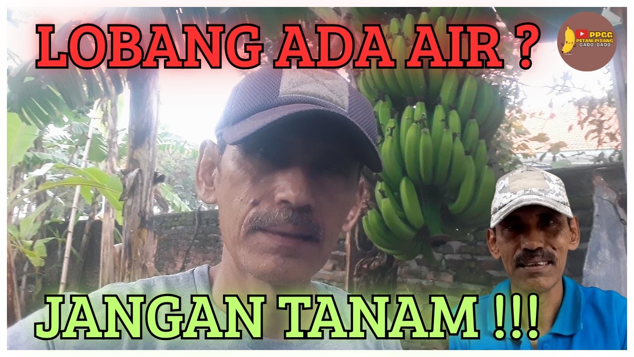 Jangan Tanam Pisang Kalau Lubang Masih Ada Airnya!