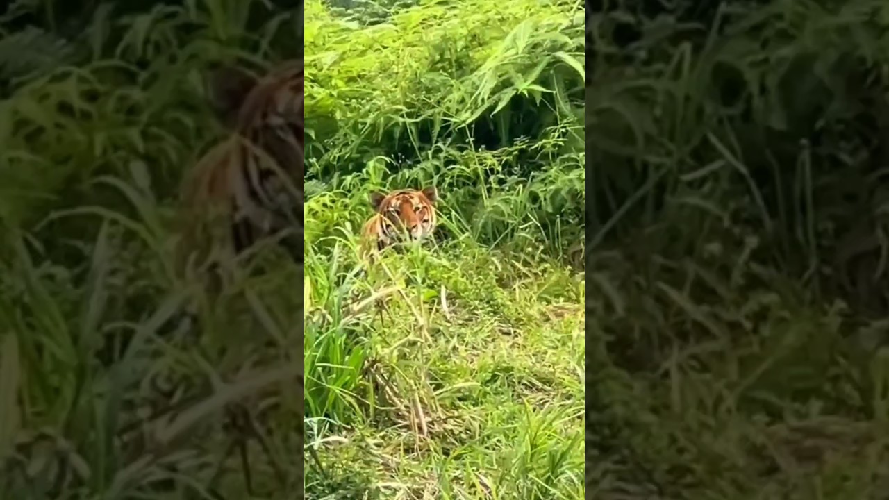 This place where Tiger Killed man | Joju Wildjunket 