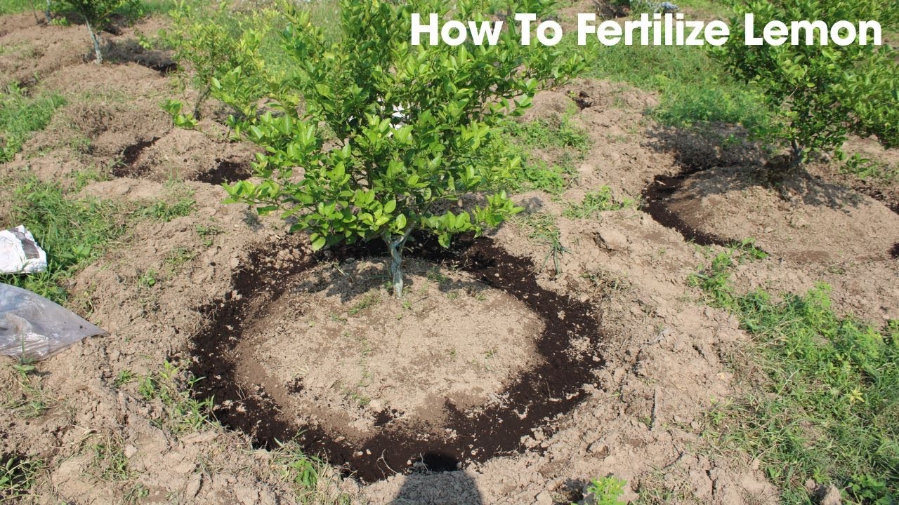 How to fertilize lemon Tree? Get Lots of Flower and Fruits.