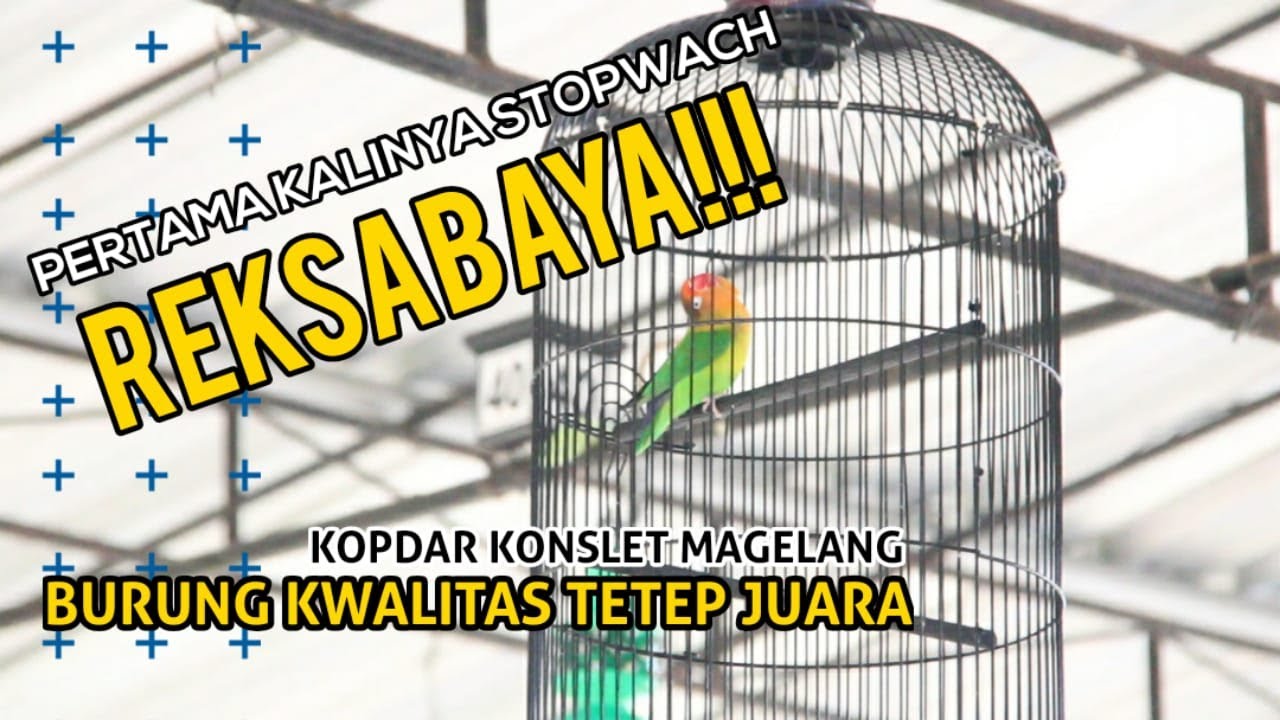 Kopdar Konslet Magelang - BURUNG KWALITAS - REKSABAYA - Penilaian STOPWACH Tetep JUARA.