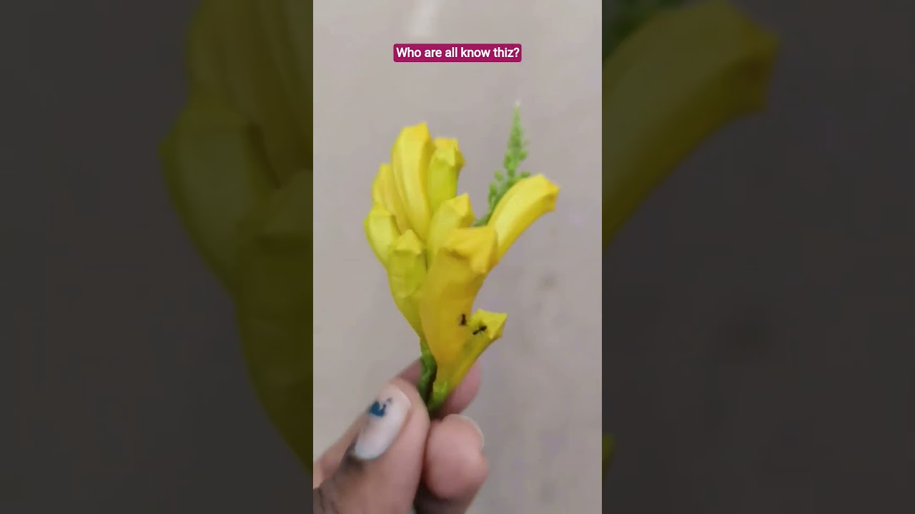 Flower❤️🌾#flowers #tamil #memories #charuvlog