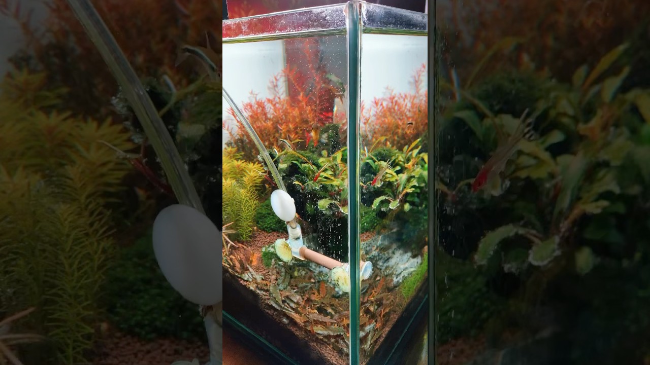 How To Diffuse co2 in Planted Aquarium #shorts