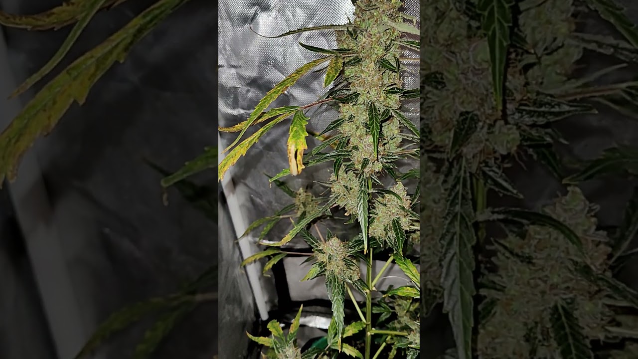 Update on my garden. Chocolate skunk Seed grow. She is ready to get chopped down.