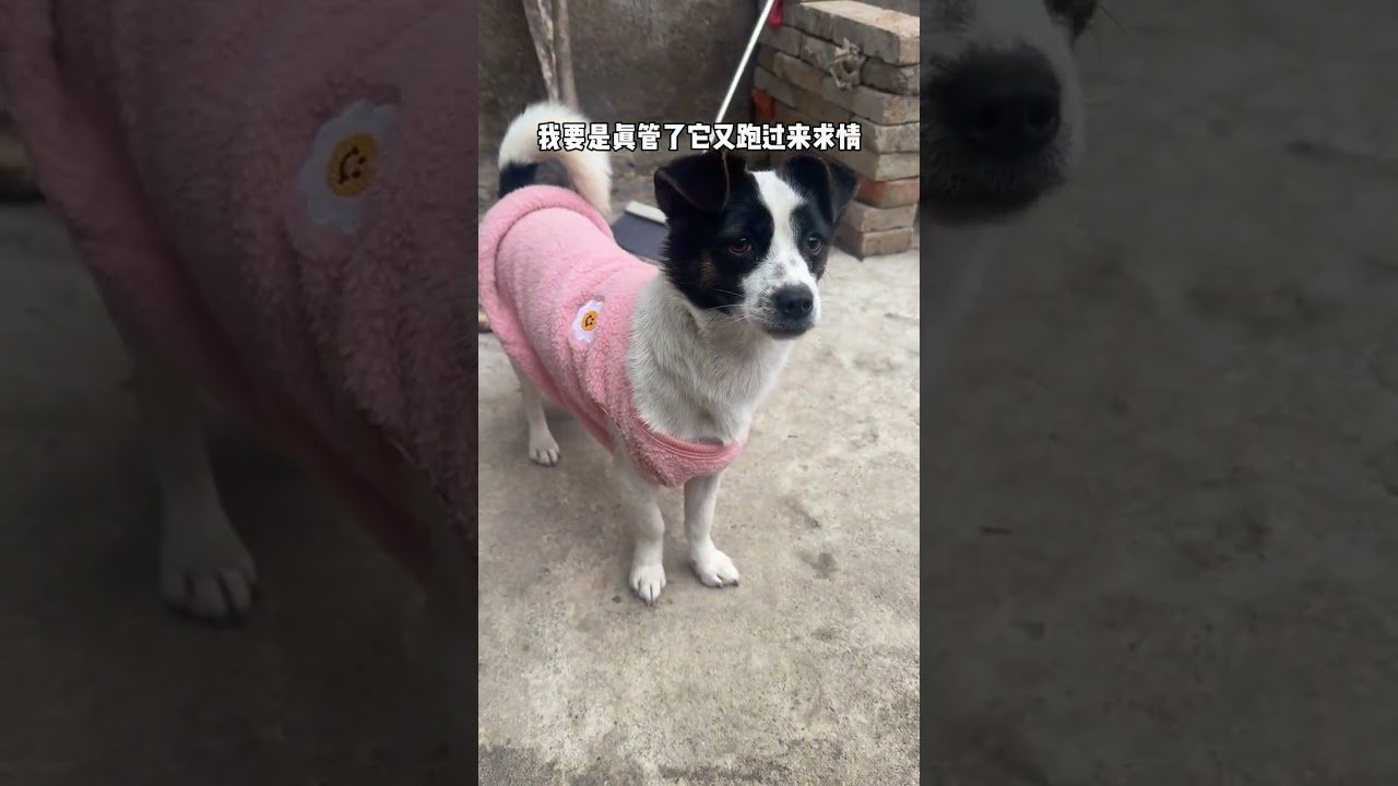 Qiuqiu is so smart. I ve played all the bad guys#Dog-keeping sharing#If you like Chinese v