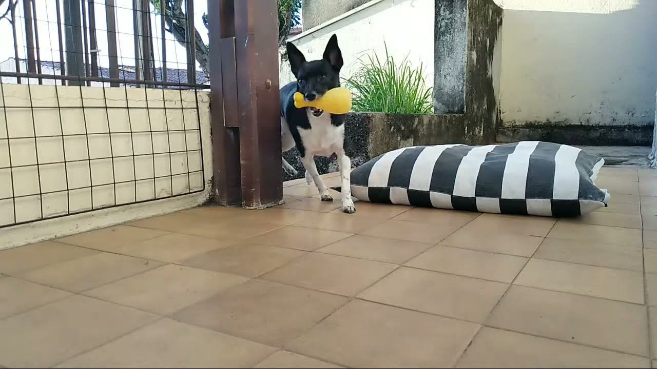 AO VIVO - HULK, DOG'S LIFE - APROVEITANDO A VIDA