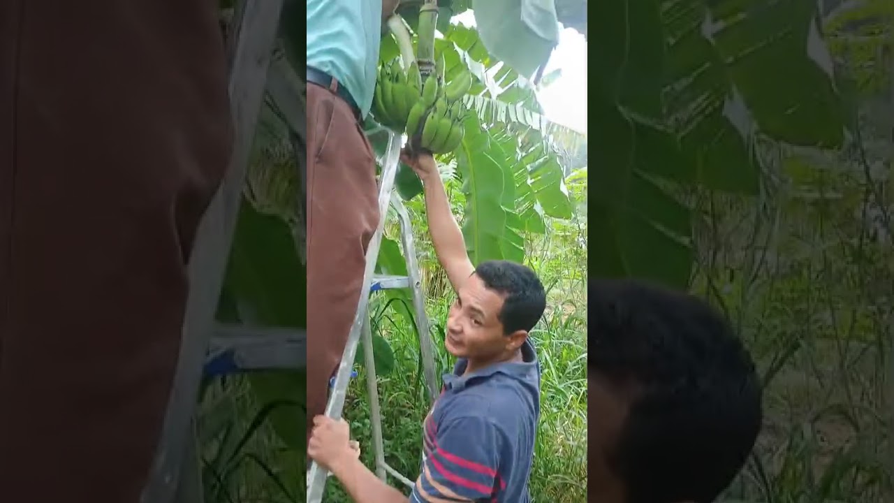 Cortamos um cacho de banana e tinha dois filhotes de rolinha!
