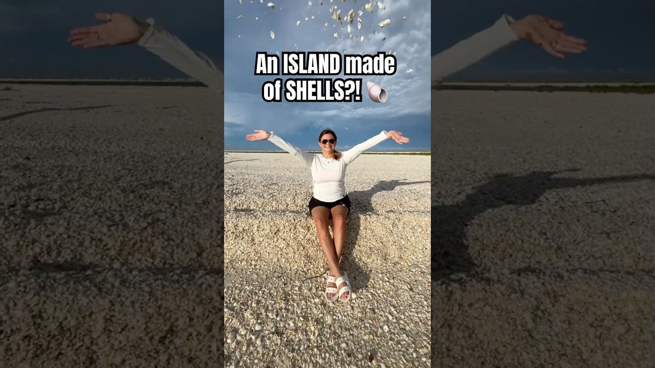 Have you EVER seen so many seashells?! #shells #seashells #shelling