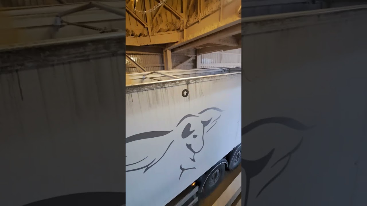 Vlog Sofer bena cereale #7 incarcare Lehliu Gară