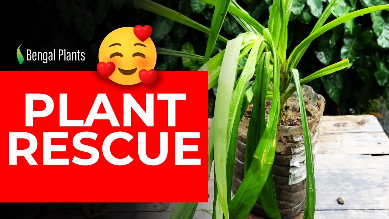 PLANT RESCUE - Found a couple of plants on the street. #viral #repottingplants #nature #USA #shorts