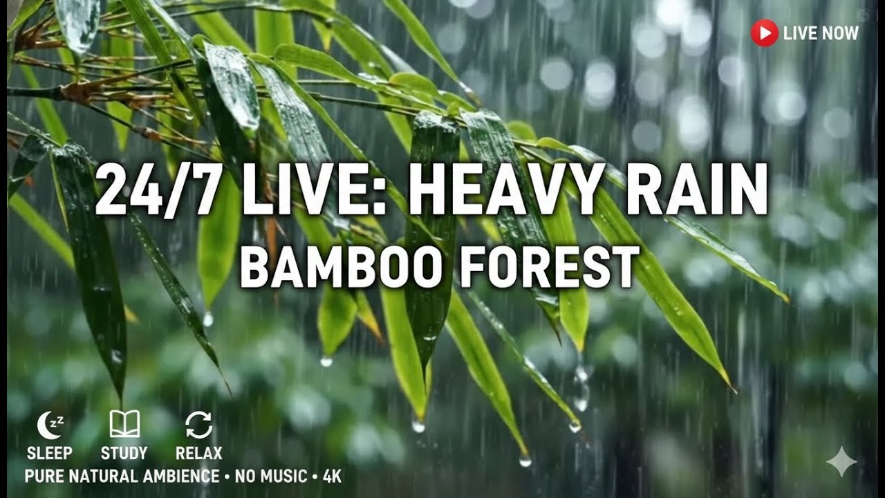 24/7 Deep Rain in Bamboo Forest 🌧️ Relaxing Nature Sounds for Sleep, Study & Focus