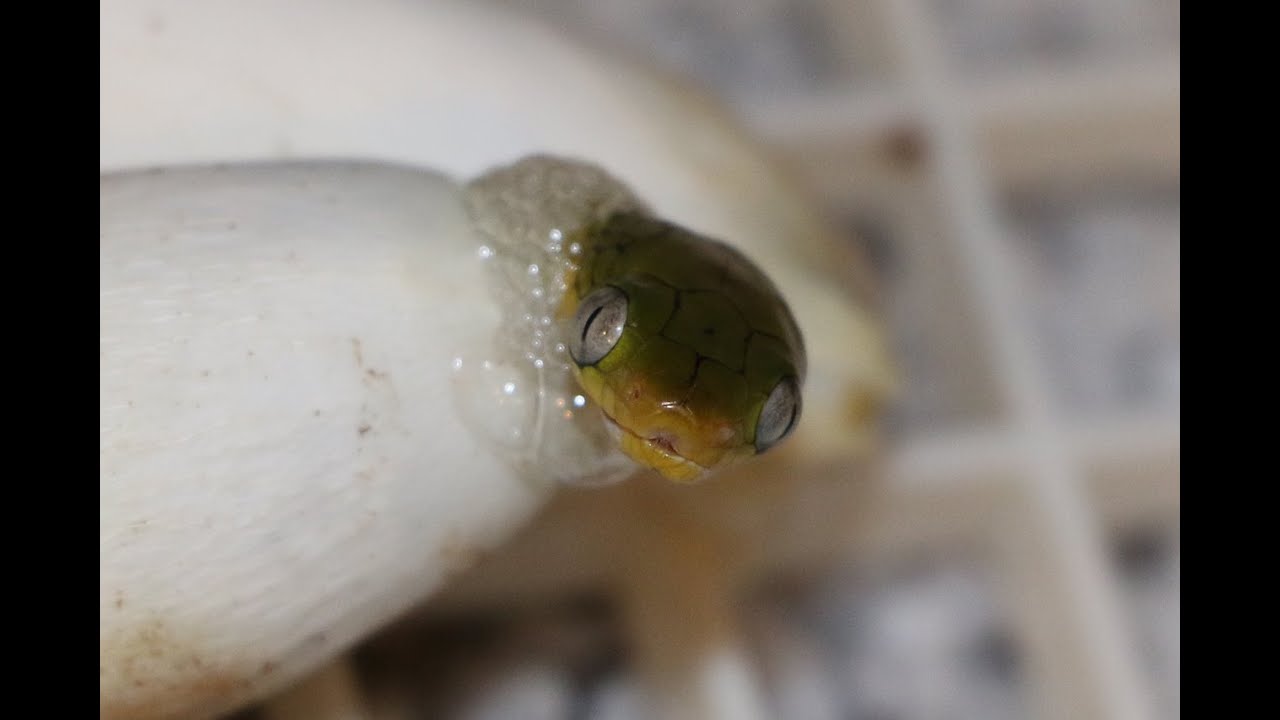 Reptile Reality-Boiga cyanea II