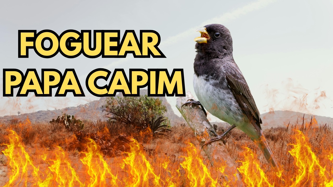Papa Capim Canto Viviti Tel Tel e Papa Capim Tui Tui Incrível