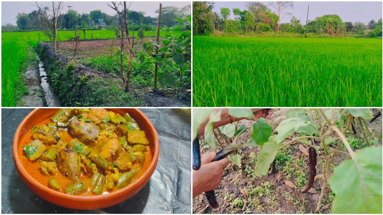 আজকে অনেকদিন পরে বৃষ্টি পড়ছে|আর বৃষ্টির দিনে মাছ দিয়ে বেগুন রান্না করা হয়েছে || Villages Cooking 