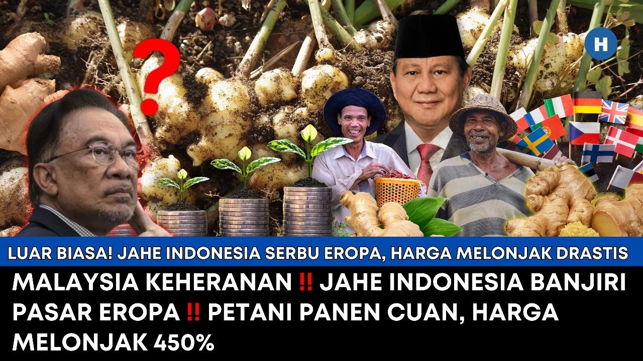 MALAYSIA KEHERANAN! JAHE INDONESIA BANJIRI PASAR EROPA! PETANI CUAN, HARGA MELONJAK 450%