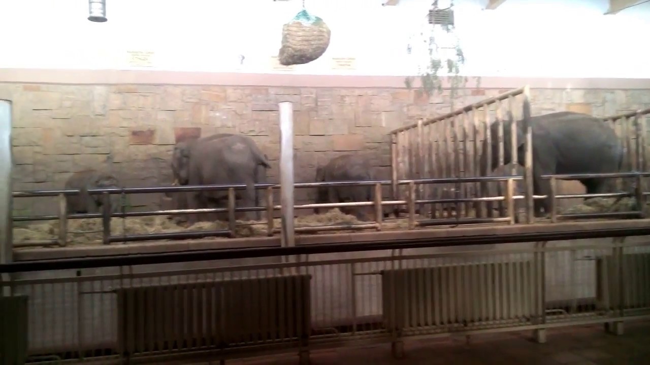 Elefanten & Nashörner / Elefantenhaus Tierpark Berlin - 09.09.2017