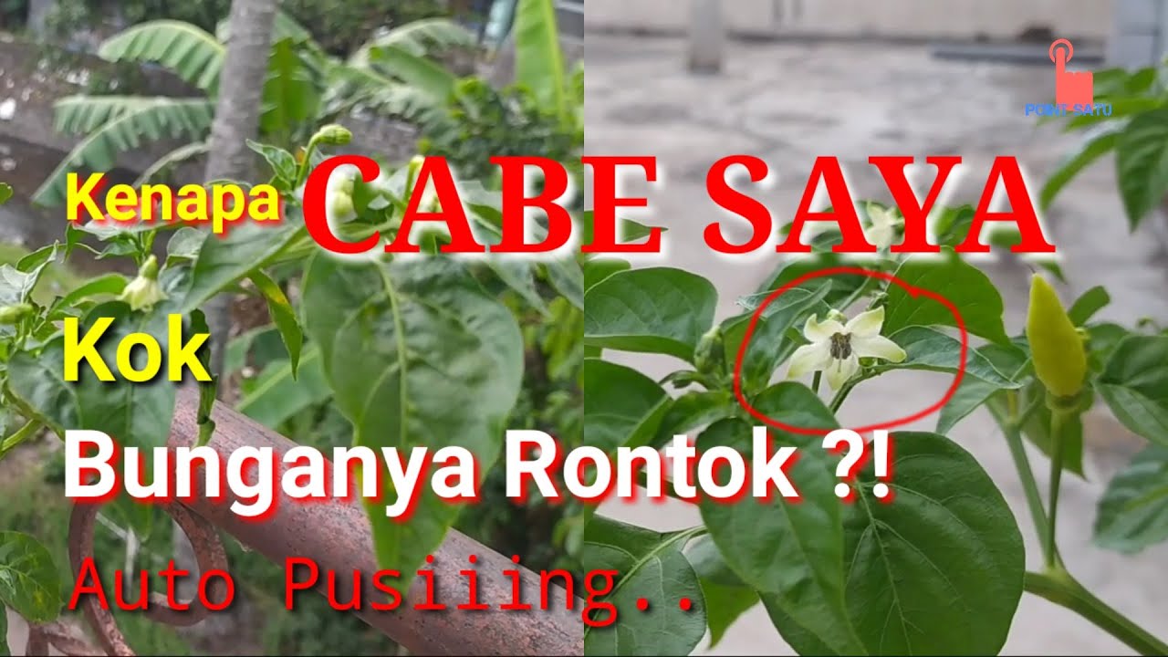Penyebab Bunga Cabe Rontok