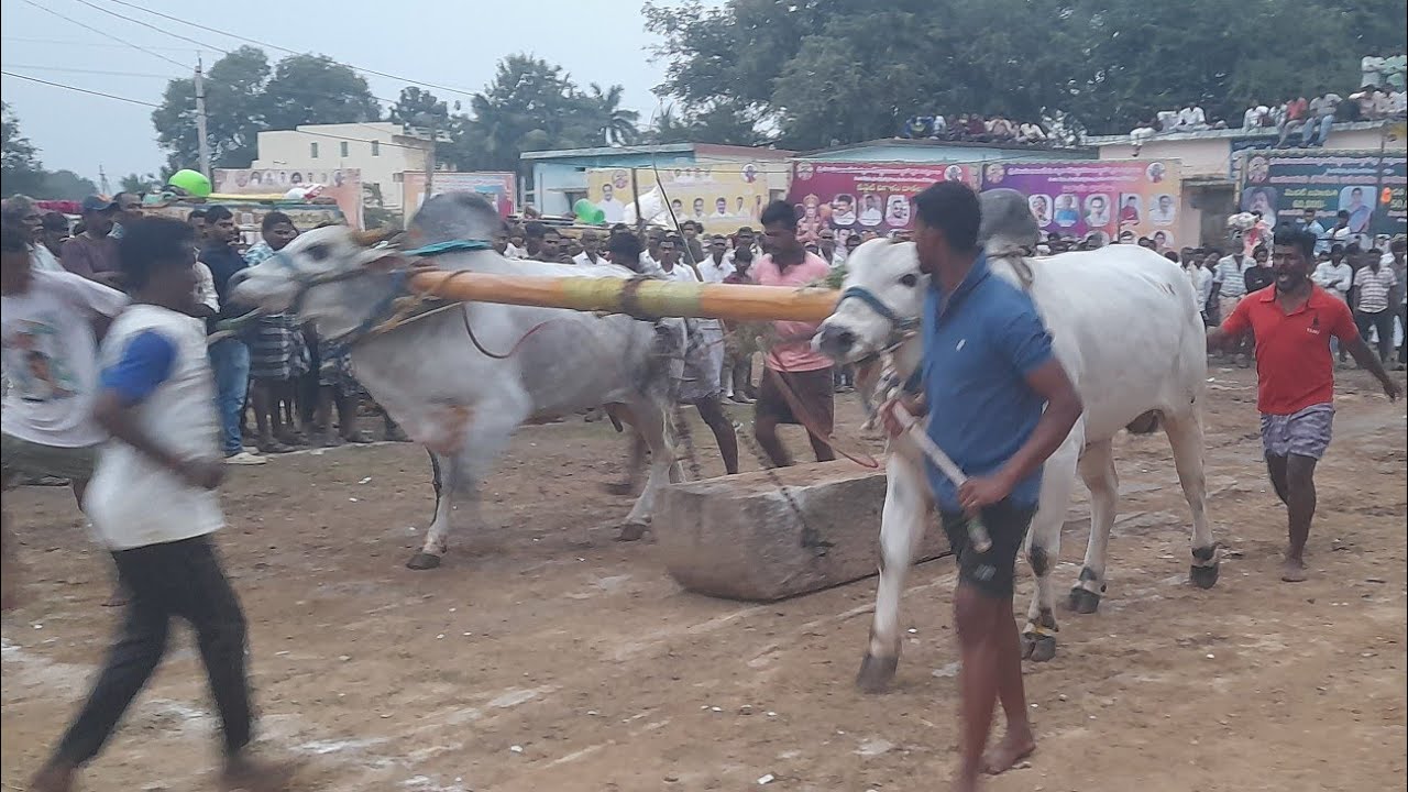 💥🌾కుంపిణిపురం ఓల్డ్ కేటగిరి విభాగానికి 11వ జత  💥26-01-2026💥