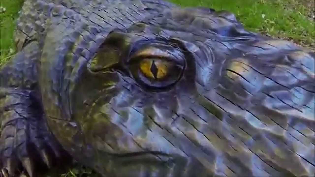 Chainsaw Carving a Crocodile