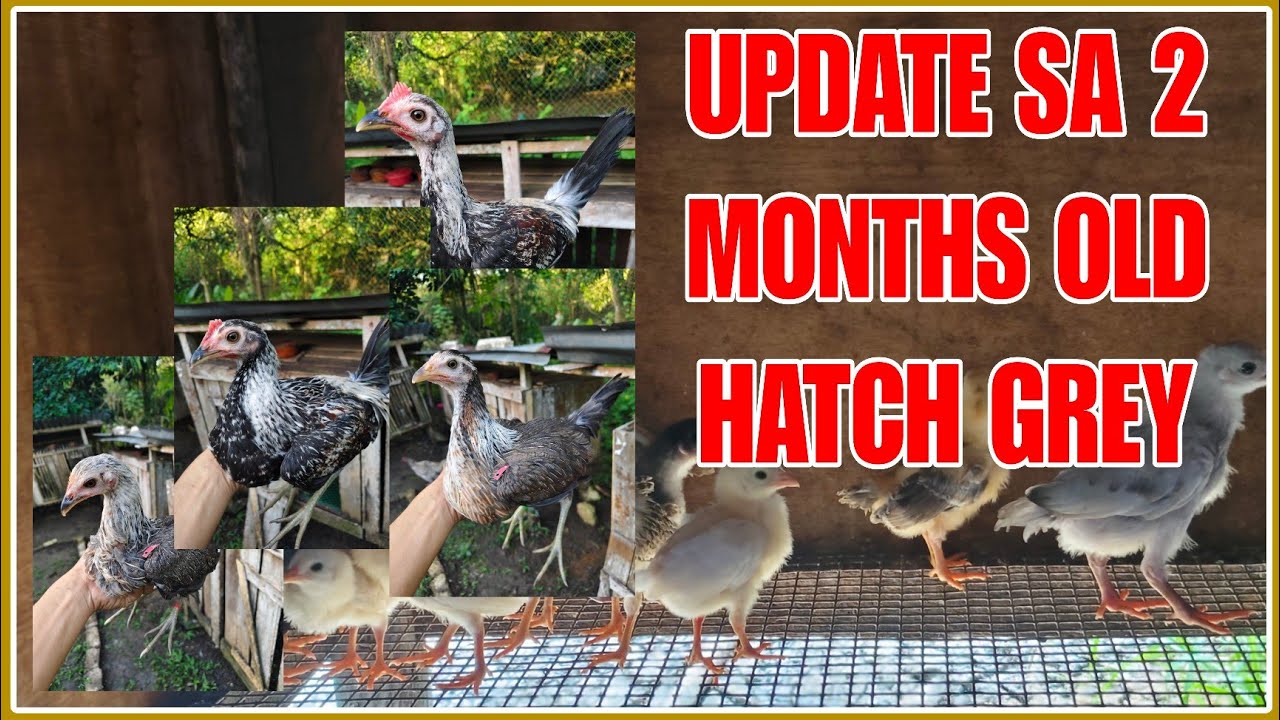 UPDATE SA ATING MGA UNLI FEET NA HATCH GREY 