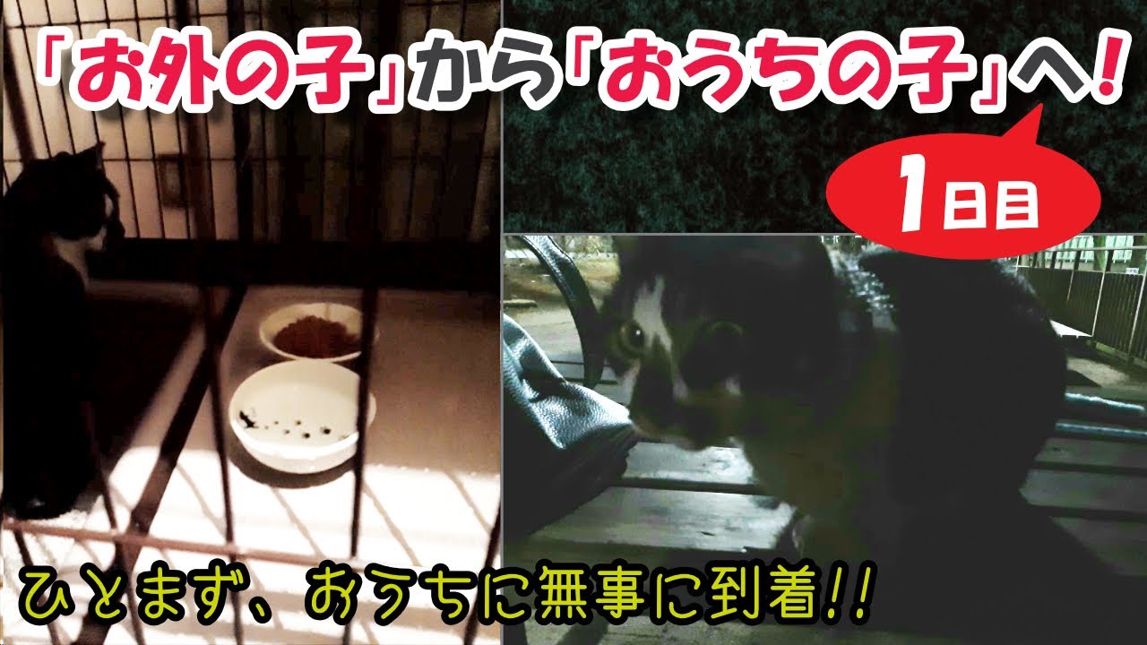 【1日目】 地域猫のおはぎちゃん、お迎え初日🎵～「お外の子」から「おうちの子」へ！～