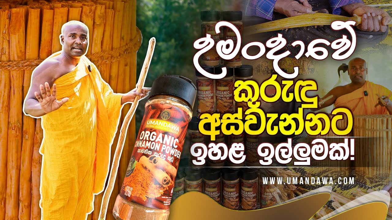උමංදාවේ කුරුඳු අස්වැන්නට ඉහළ ඉල්ලුමක්!  #umandawa