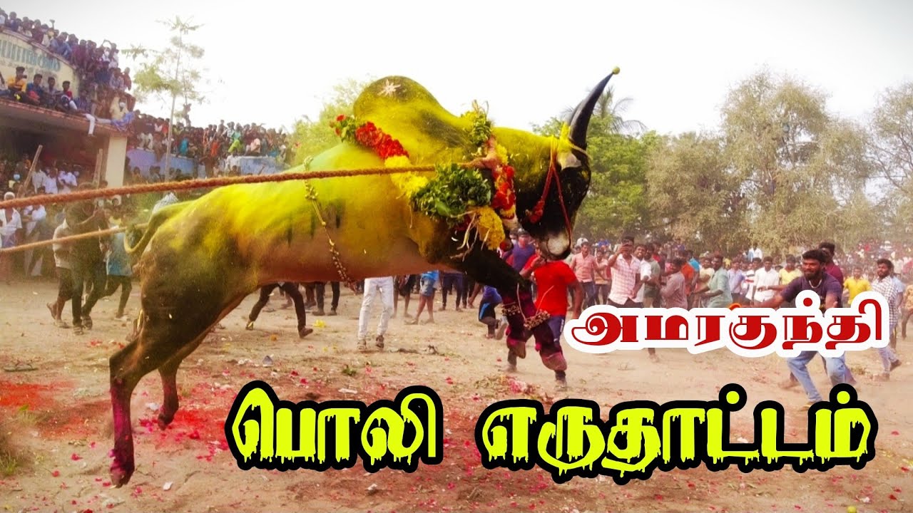 சேலம் மாவட்டத்தின் புகழ்பெற்ற அமரகுந்தி பொலி எருதாட்டம்|| jallikattu | Amara kaalai