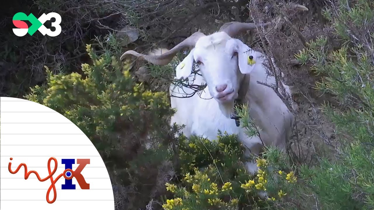 Cuidem les cabres blanques | InfoK