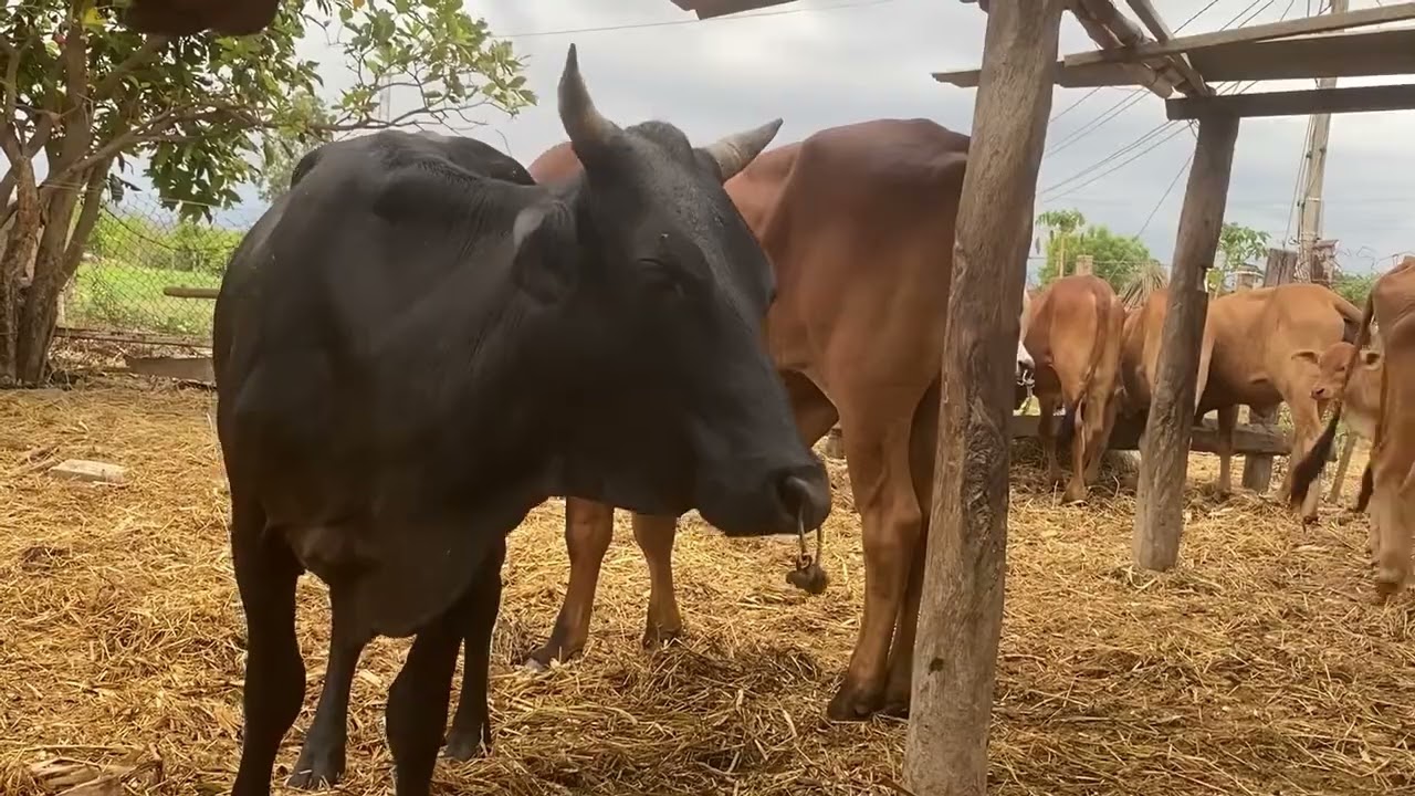 Cow mating black cow and yellow beel