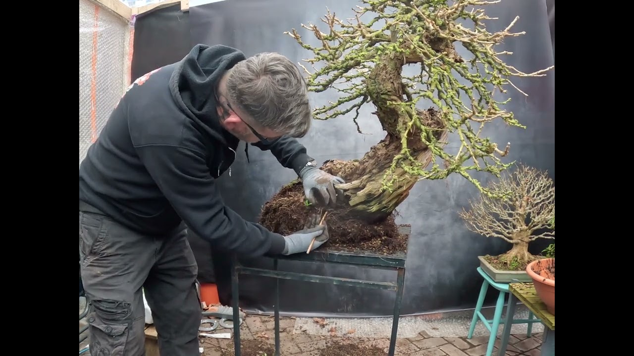 Repotting the biggest Larch bonsai you ever saw!