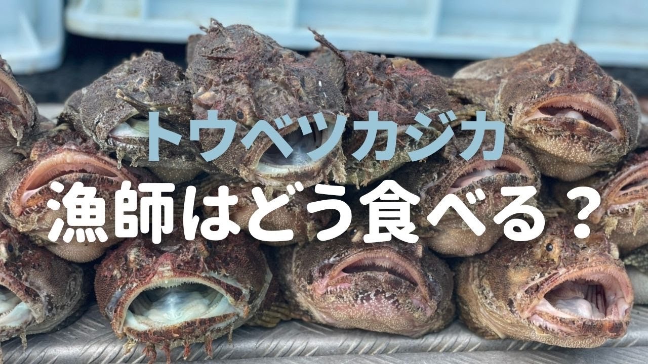 【トウベツカジカ】地魚を漁師が美味しく食べる【北海道 神恵内村】