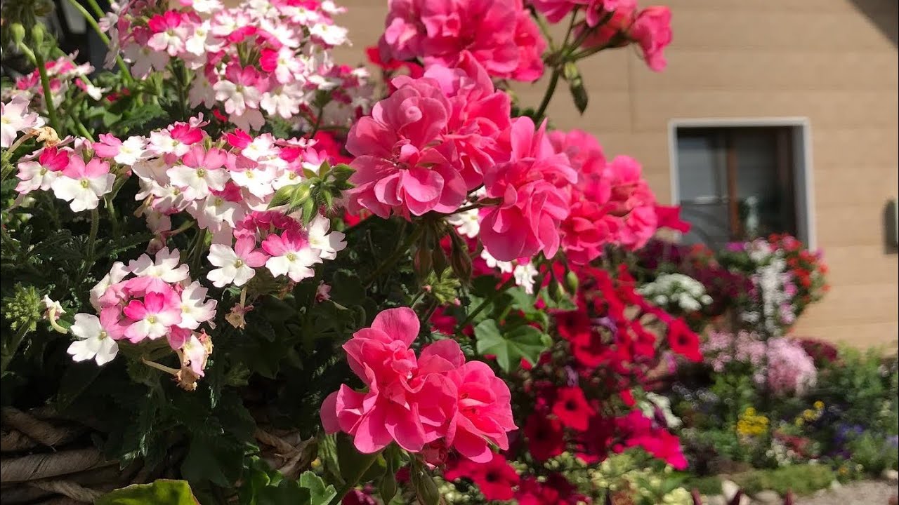 😊Мой маленький РАЙ на земле😊🌺🌺🌺🌸🌸🌸🌸🐝🦋👒