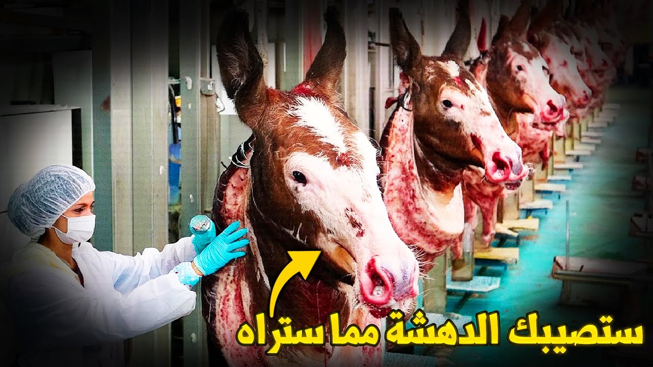 سوف تنصدم بما سوف تراه داخل مصنع لحوم الحمير في الصين ما يفعلونه لا يصدق!!
