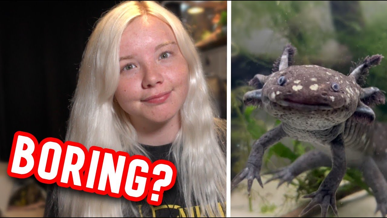 Axolotls AREN'T Good Pets (For Most People)