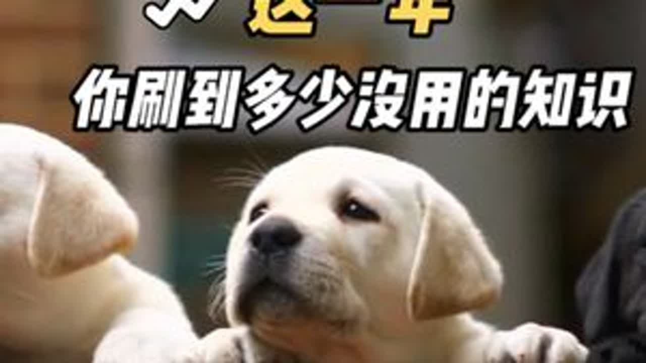 这一年，你刷到了多少“没用的知识”？ 2026，这几场精彩千万不要错过！#2025 #2026 #宠物知识 #没用的知识又增加了 #跨年