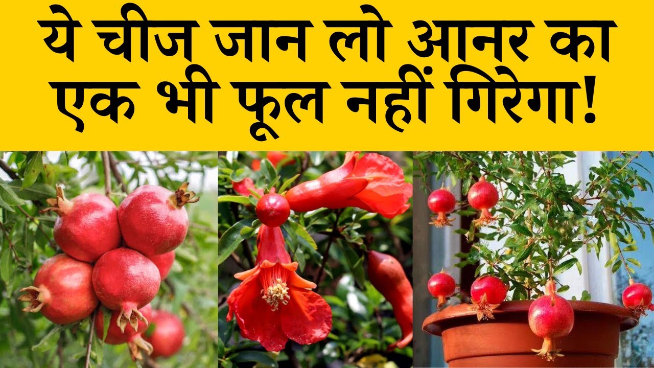अनार के फूलों का झड़ना कैसे रोकें जानें कारण और उपाय | Flower Dropping Control in Pomegranate Plants