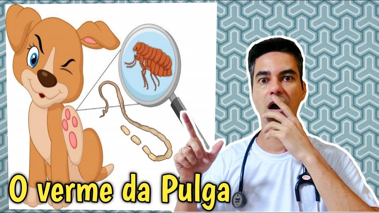 O verme da Pulga  ..Dipylidium caninum