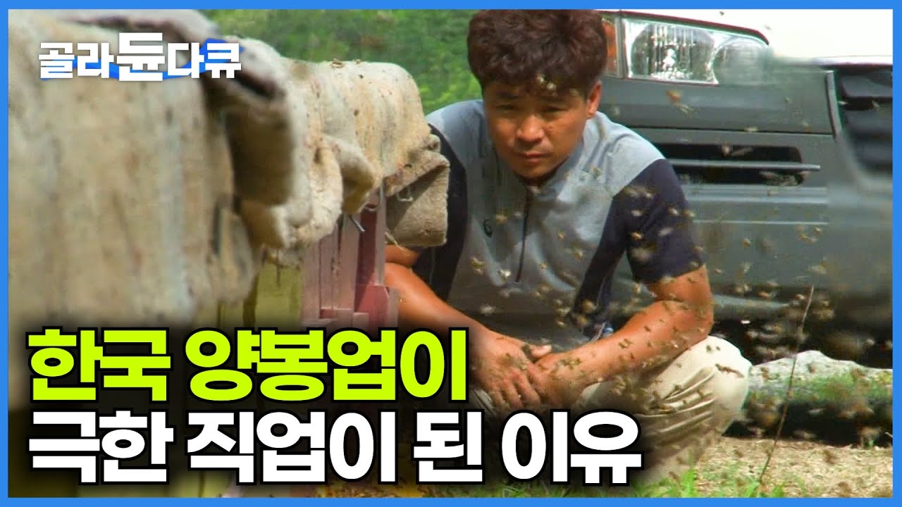 오늘도 집 들어가긴 글렀다. 집단 폐사 시작된 한국 꿀벌 살리려고 한숨도 못자는 양봉업자 현실│극한직업│