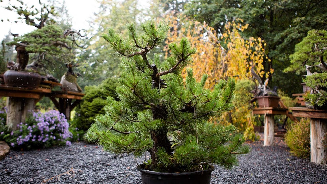How to Trunk Bend a Field-Grown Pine Bonsai