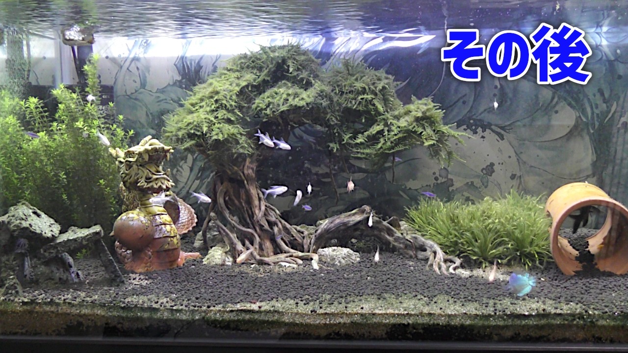 盆栽流木のその後｜数ヶ月育てた水草レイアウトの現在