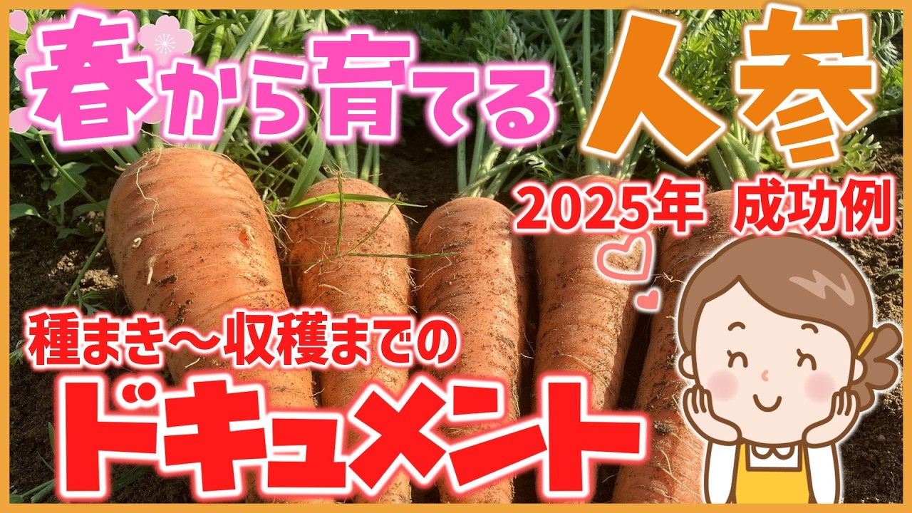 【家庭菜園】３月～４月に種まきする春人参の育て方～収穫までの栽培ポイントを解説～