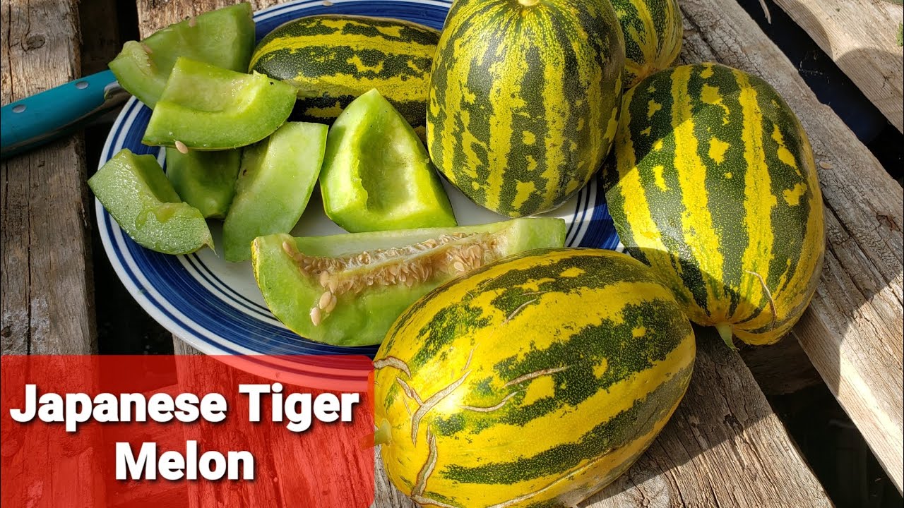 Japanese Tiger Pocket Melon Harvest Cut & Taste Test Review! Growing Delicious Fruit In The Garden!