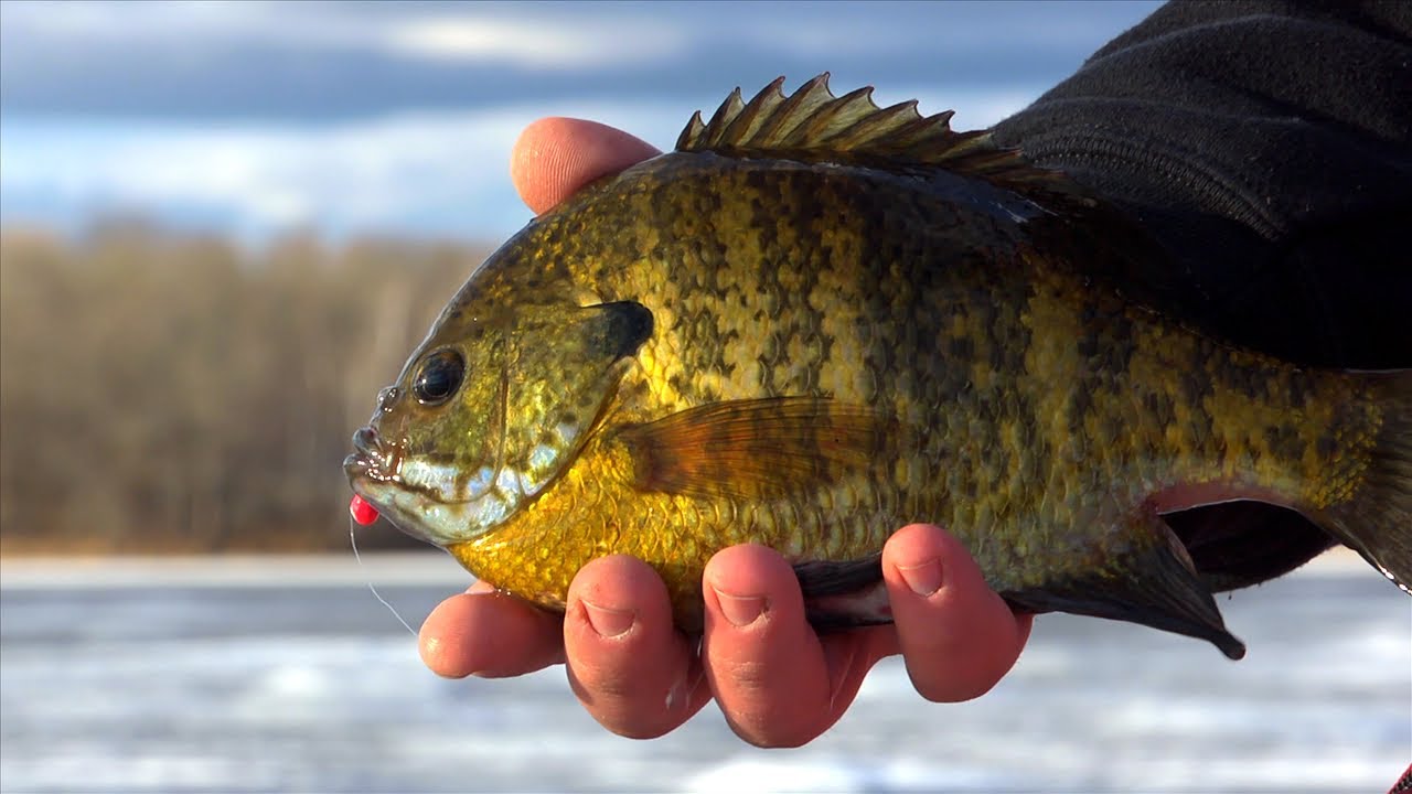 Ice Big Bluegills with Plastics -- 