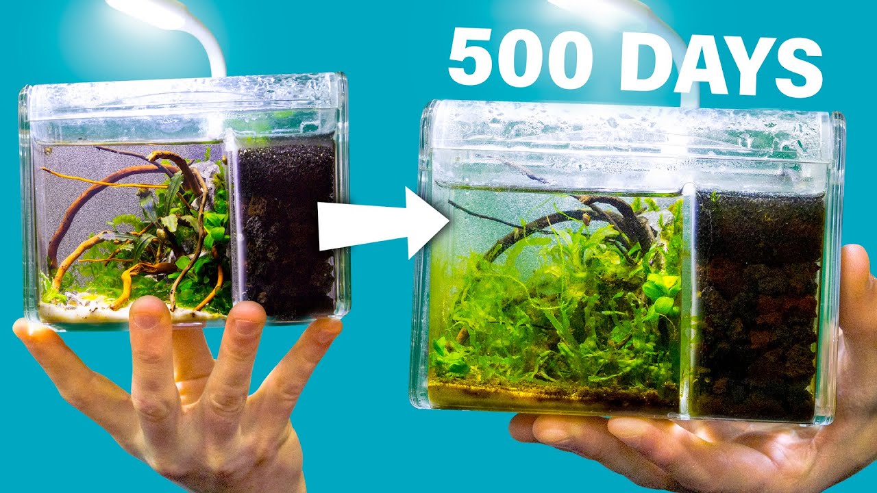 I Made a Tiny Snail Aquarium 500 Days Ago. How Is It?