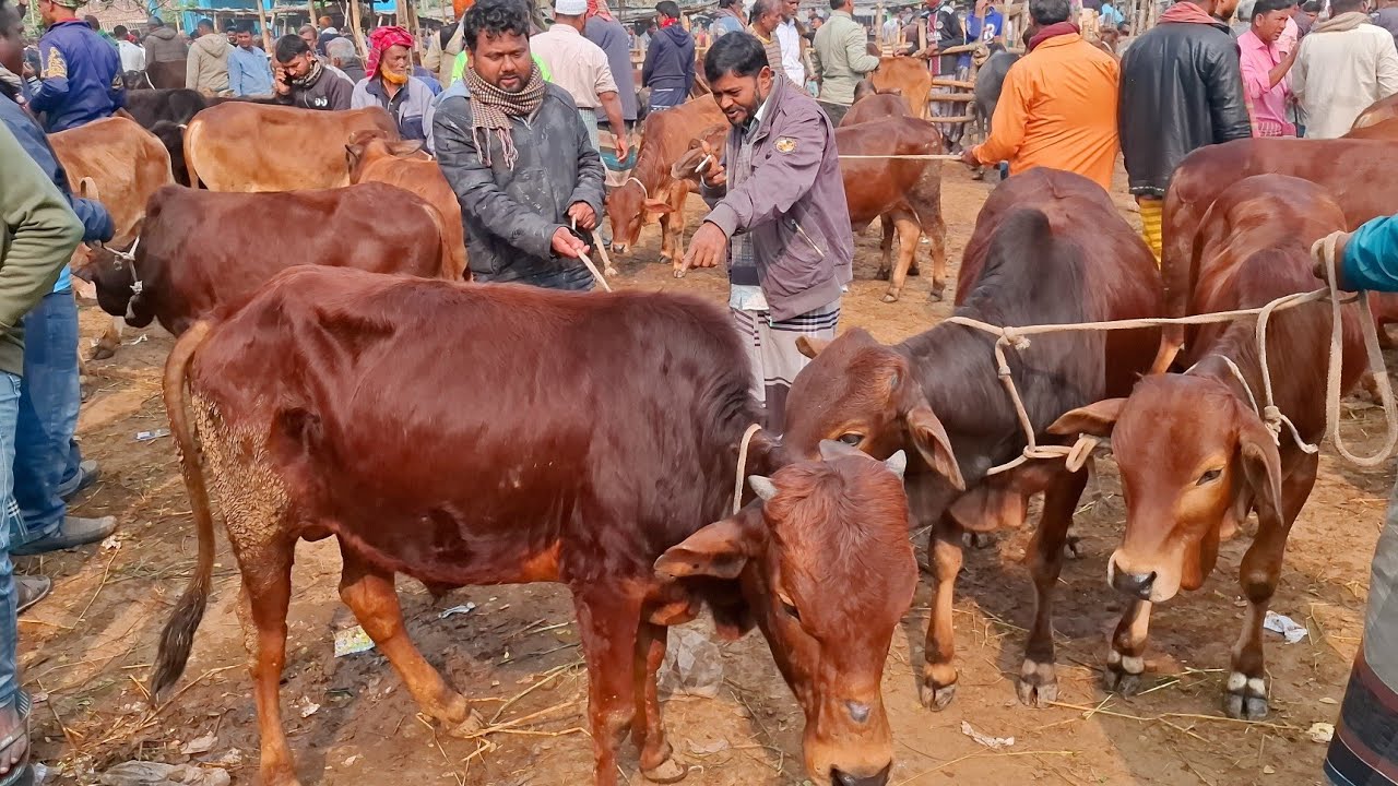 আজ ১৩/২/২৬ | কুমিল্লার খামারী কেমন দামে ৪০/৫০ হাজারের ষাঁড় গরু কিনছেন | আমবাড়ী হাট 