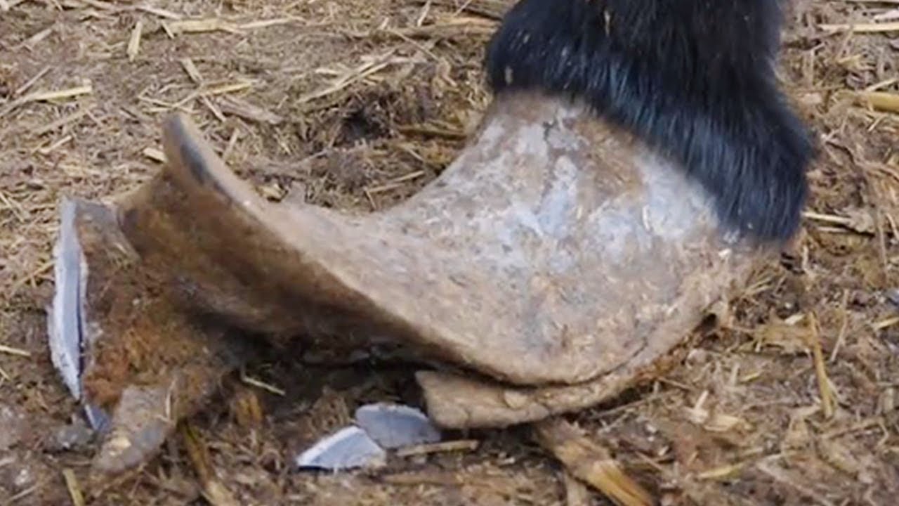 修驴蹄合集：驴的两个前蹄长的像鸭子嘴，师傅精心修剪，这过程真解压！【刚哥的生活日记】