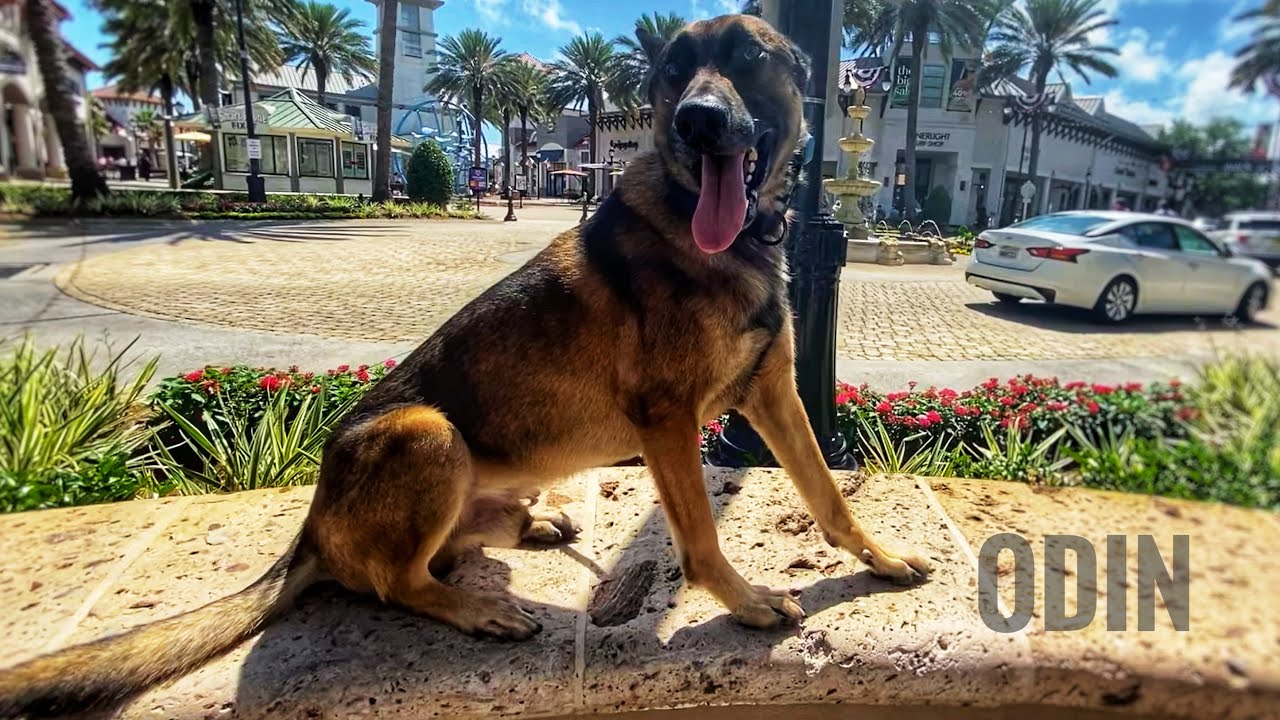 3yo Malinois / Dutch Shepherd mix (Odin) (Aggression) Best Dog Trainers In Florida