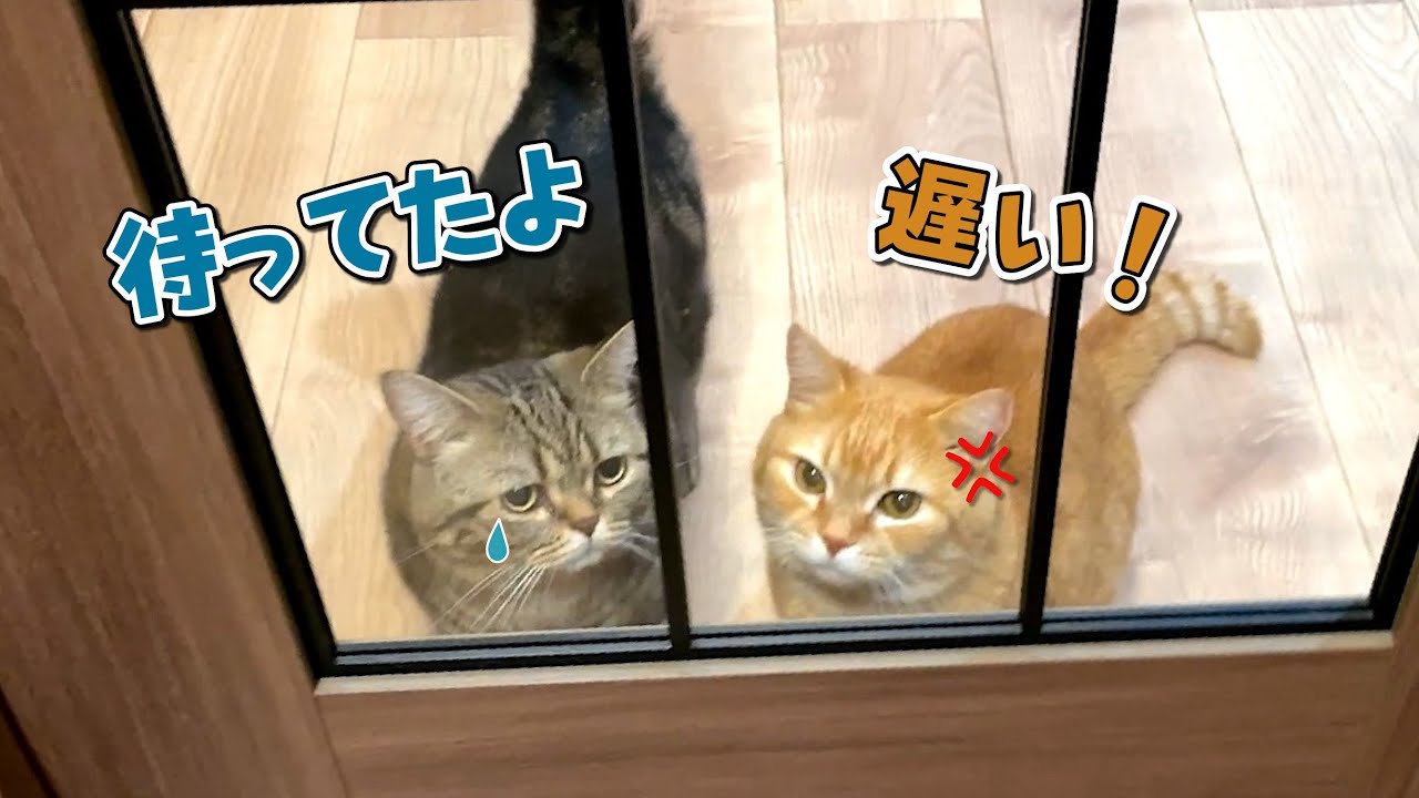 帰りが遅くなったらお腹を空かせた愛猫が怒って待っていました！