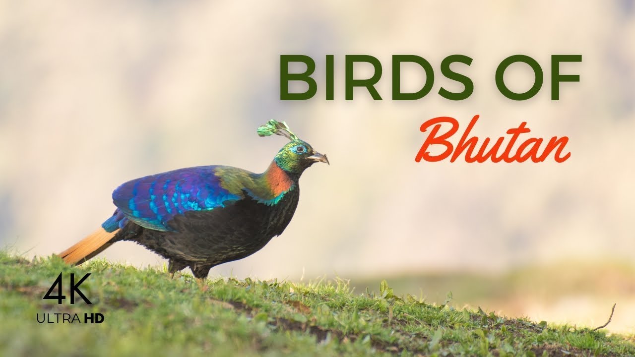 Birds of Bhutan 🕊️ | Stunning 4K Wildlife Cinematic
