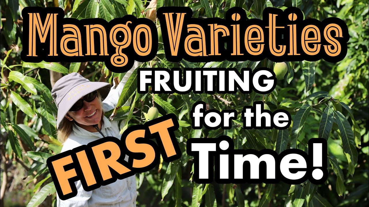 Mango Varieties Fruiting for the FIRST Time!