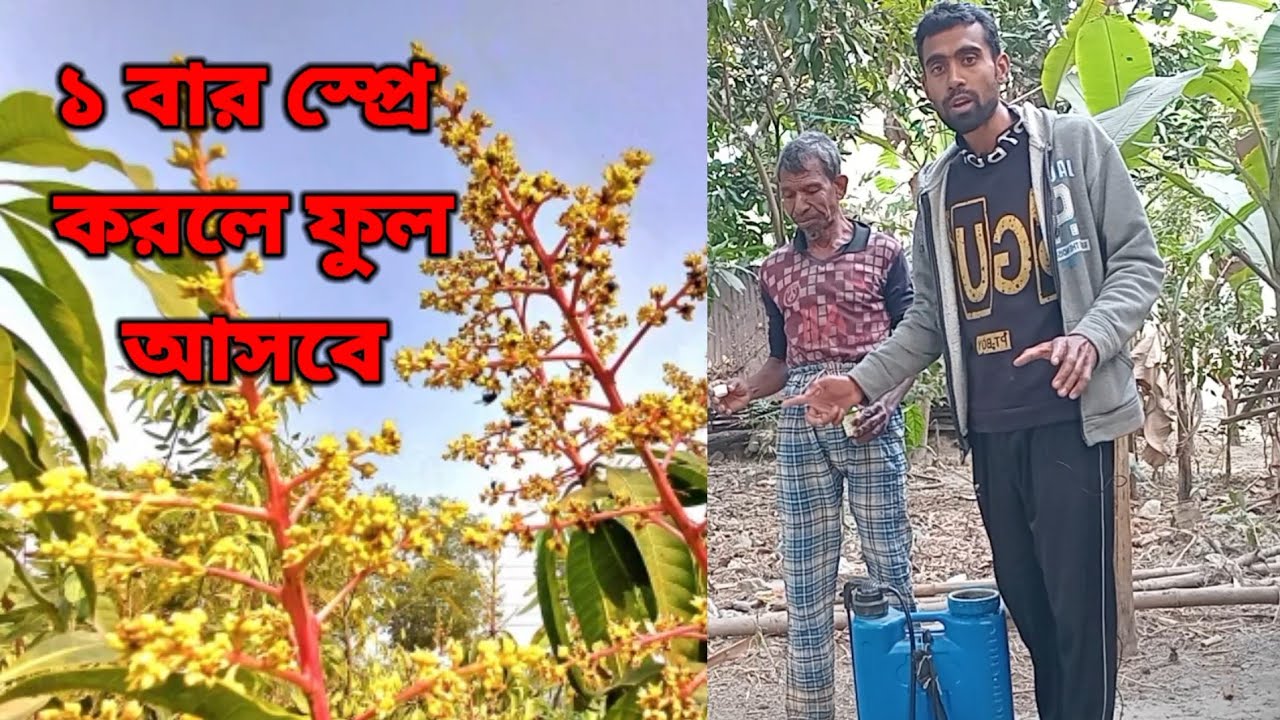 আম গাছের দ্রুত মুকুল আসবে | আম গাছে দ্রুত ফুল আনার উপায় |sobuj Sundarbans 